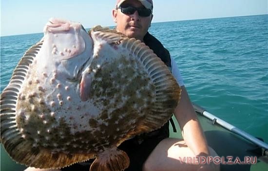 Морские виды камбалы достигают 7..10 кг веса, речные весят около 2 кг