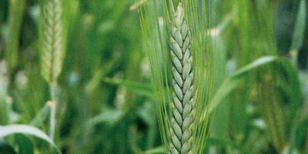 каша пшеничная польза и вред