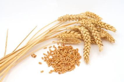 польза пшеничной каши 