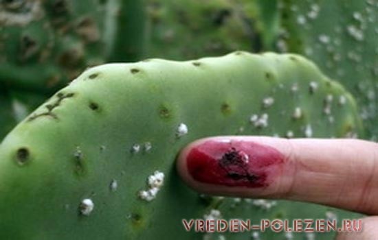 Кошенильный червец на кактусе