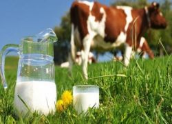 коровье молоко польза и вред