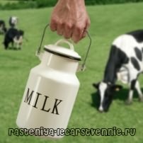 Молоко коровье - калорийность, польза и вред человеку