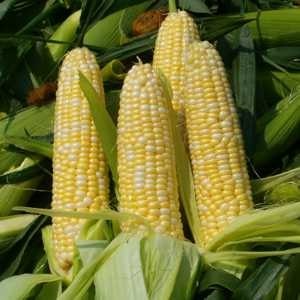 Кукуруза, ее польза и вред для здоровья