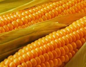 Полезные, лечебные свойства и противопоказания к применению кукурузы