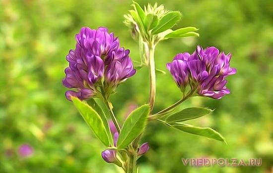 Люцерна – красивый полевой цветок с удивительными лечебными свойствами
