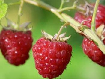 ягода малина: полезные свойства