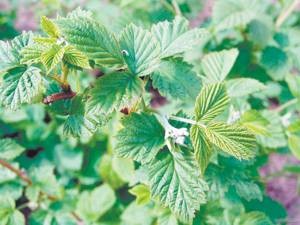 Польза и вред лечебного чая из листьев малины