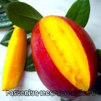 Чем полезен манго для организма человека?