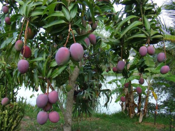 манго описание фрукта