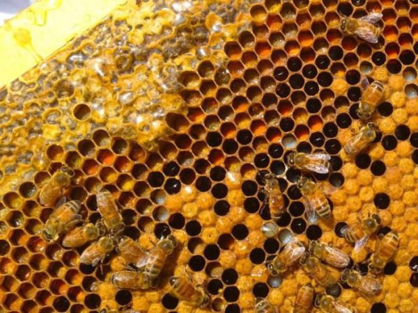Дягилевый мед полезные свойства и противопоказания 