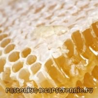Пчелиный мед в сотах, польза и вред