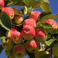яблоки для здоровья