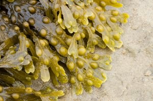 морские водоросли польза и вред