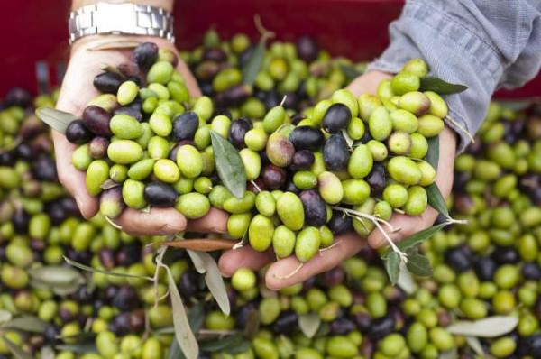 маслины польза и вред для организма