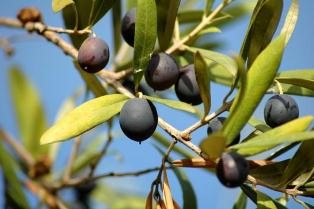 Так что же такое оливки, вред и польза которых нас сегодня так заинтересовали? 