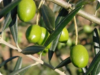 Оливки можно использовать и в качестве антиоксидантов для суставов.