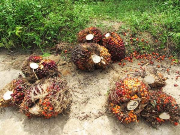 пальмовое масло из чего делают