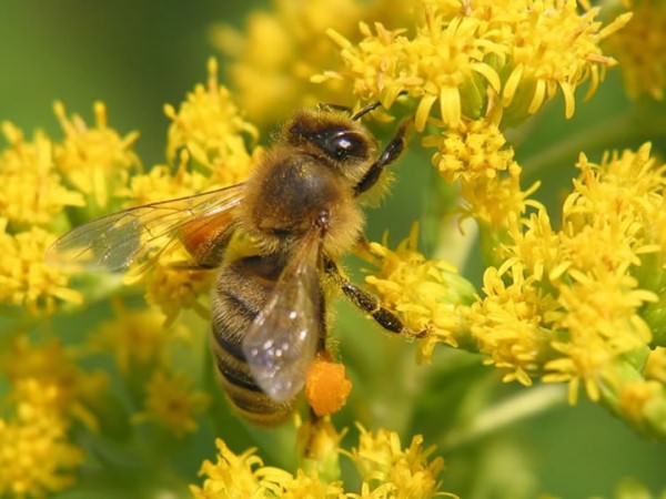 пчелиная пыльца польза и вред