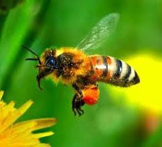 пыльца пчелиная польза