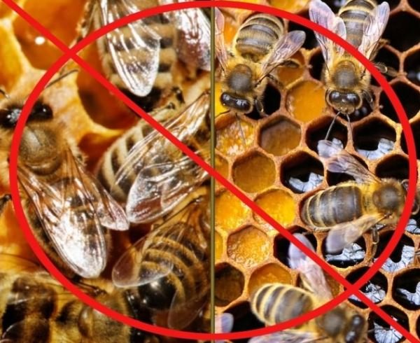 пчелиный подмор лечение
