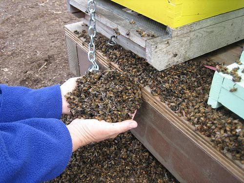 Как принимать пчелиный подмор