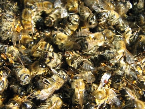 пчелиный подмор польза