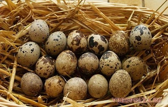 Хранить яйца перепелов лучше в холодильнике и не больше двух месяцев