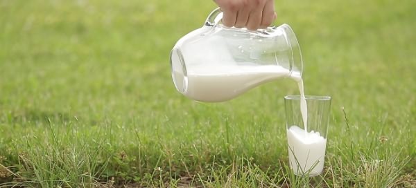 почему нельзя пить молоко взрослым