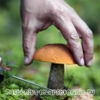 Чем полезны и вредны грибы для человека? 