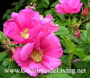 Шиповник морщинистый, роза морщинистая (Rosa rugosa) в моем саду. Цветение