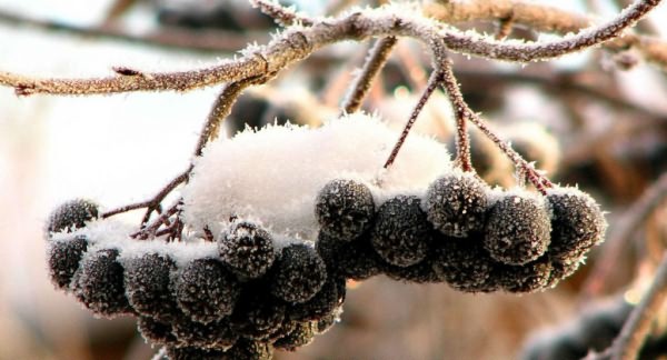 Черноплодная рябина - заготовки на зиму