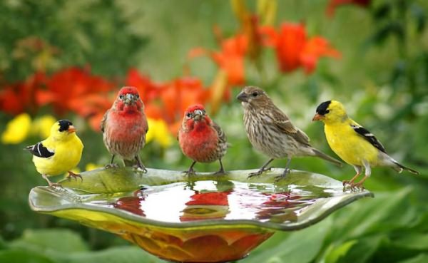значение птиц в природе и жизни человека