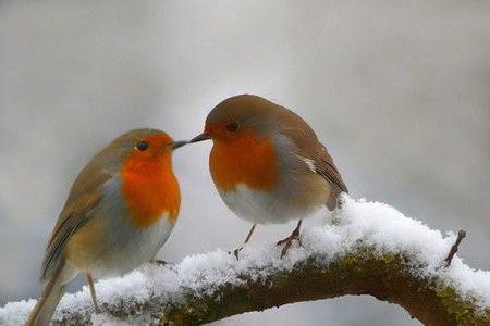 птицы зимой