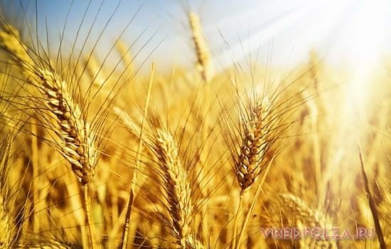Пшеница богата полезными витаминами, жирами, углеводами и аминокислотами