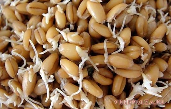 В пророщенном виде целебные свойства зерен пшеницы увеличиваются в несколько раз