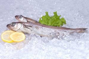 Полезные свойства и противопоказания рыбы путассу
