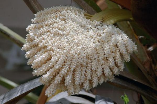 пальмовая пыльца свойства