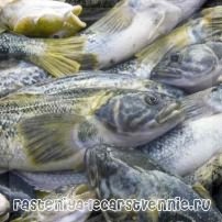 Нототения (рыба) – о рецептах, пользе и вреде