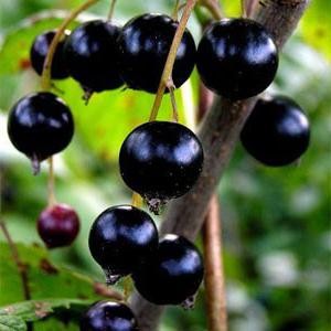 ягоды черной смородины польза и вред