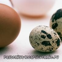 Сырые яйца, польза или вред (перепелиные и куриные)