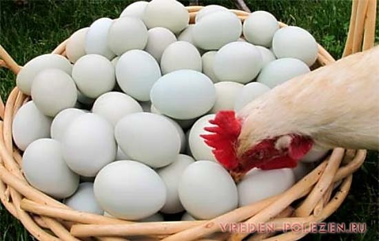 Производственные яйца могут содержать различные добавки, которыми кормили кур