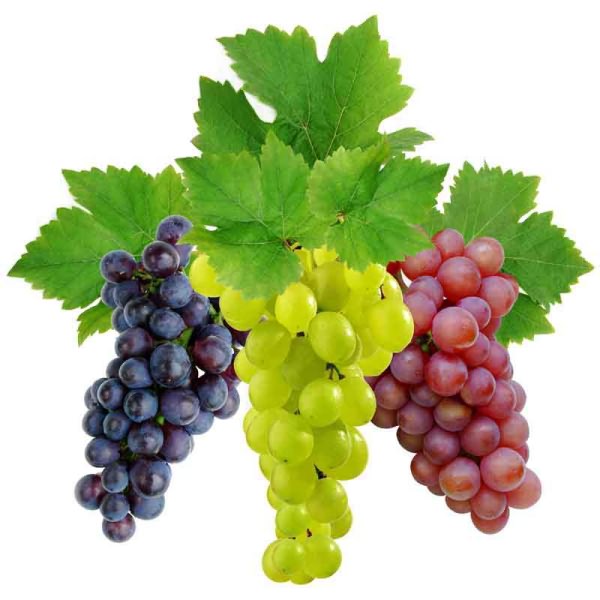 vinograd-kyltyrnii