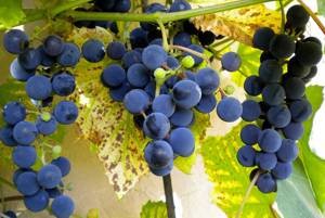 Польза и возможный вред для здоровья винограда Изабелла