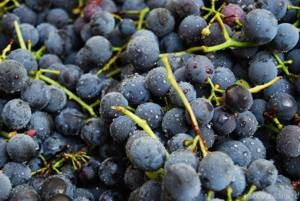 Полезные и вредные свойства винограда Изабелла
