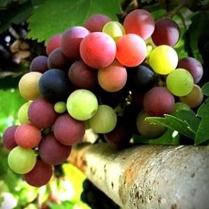 польза виноградных косточек