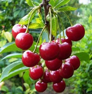 Польза ягод вишни и их вред для здоровья человека
