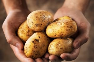 картофель польза и вред