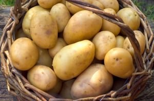 картофель польза и вред