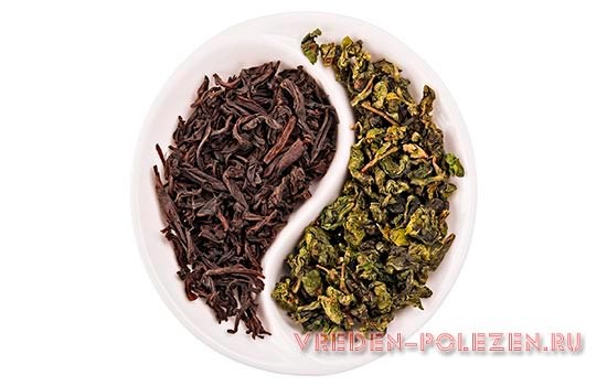 Чёрный и зелёный чай имеет существенные отличия