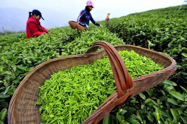зеленый чай польза состав свойства противопоказания и вред 
